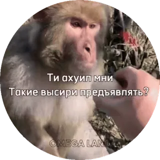 🌟 11e49215 Ти ахуел мне Такие висири предъявлять? macaco, linguagem ofensiva, meme telegram sticker