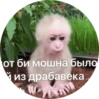 🌟 1855be2f от би можна було
й из драбавека macaco, primata, animal, meme telegram sticker