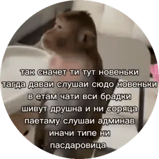 🌟 47a2b2d8 так сначет ти тут новеньки
тагда давай слушаи сюдо новеньки
в етам чати вси брадки
шивут друшна и ни соряца
паетаму слушаи админав
иначи типе ни
пасдаровица macaco, texto, russo, adesivo telegram sticker