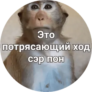 🌟 56a6247f Это потрясающий ход сэр пон macaco, meme, animal, texto russo telegram sticker