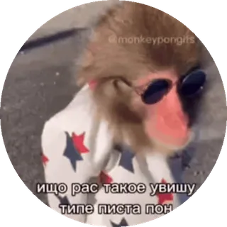🌟 dae41512 ИЩО РАС ТАКОЕ УВИШУ ТИПЕ ПИСТА ПОП macaco, óculos de sol, engraçado, meme, animal telegram sticker