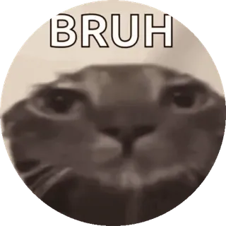 🌟 f50da3ca BRUH gato, meme, bruh, engraçado, animal, animal de estimação telegram sticker