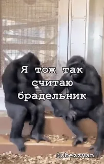 🌟 46debbd8 Я тож так считаю брадельник gorila, binatang, lucu, meme, kera, duduk, percakapan whatsapp sticker