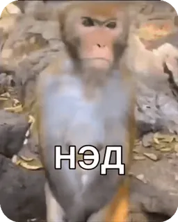 🌟 6454078b НЭД monyet, meme, binatang, lucu whatsapp sticker