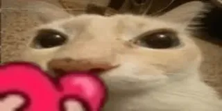 ❤️ 15f52ab5 kucing, hewan, imut, hati, cinta whatsapp sticker