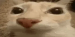 😬 1970c506 kucing, binatang, hewan peliharaan, meme, lucu, close-up whatsapp sticker