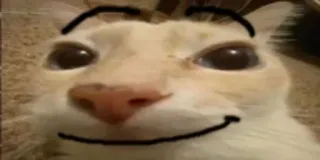 🙂 2ab8bec2 kucing, lucu, meme, hewan peliharaan, binatang whatsapp sticker