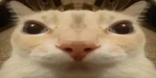 🫥 4359caaa kucing, binatang, hewan peliharaan, meme, lucu, close-up, potret whatsapp sticker