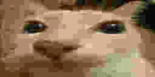 🫥 50311293 kucing, meme, hewan, peliharaan, lucu, internet whatsapp sticker