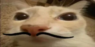 🥸 5eef5267 kucing, kumis, binatang, hewan peliharaan, lucu whatsapp sticker