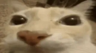 💥 708cf2f1 kucing, lucu, binatang, meme, hewan peliharaan, imut, kucing domestik whatsapp sticker