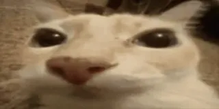 💀 73184a89 kucing, hewan peliharaan, hewan, kucing domestik, close up, felin whatsapp sticker