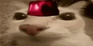 🚨 bf2cf192 kucing, fez, hewan, peliharaan, lucu whatsapp sticker