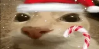 🎅 e1024b60 kucing, natal, permen tongkat, liburan, meriah, hewan peliharaan whatsapp sticker