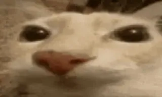 😐 f831c8c0 kucing, binatang, meme, lucu, hewan peliharaan whatsapp sticker