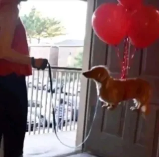 🎈 0c0e345a anjing, balon, dachshund, hewan peliharaan, ulang tahun, perayaan telegram sticker