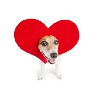 ❤️ 30ba3b14 anjing, hati, hewan, imut, cinta, hewan peliharaan, hari valentine telegram sticker