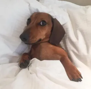 💤 30df7615 anjing, dachshund, hewan peliharaan, binatang, lucu, tempat tidur, mengantuk, nyaman telegram sticker