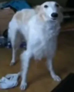 😳 3369659c anjing, hewan, peliharaan, borzoi, anjing pemburu telegram sticker