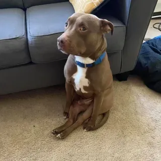 🌟 3a757ee3 anjing, pitbull, duduk, hewan peliharaan, peliharaan, mamalia, lucu telegram sticker