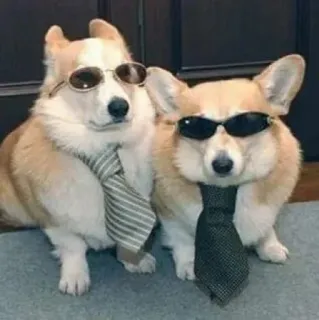 😎 410a26d9 anjing, corgi, kacamata hitam, dasi, hewan, bisnis, keren telegram sticker