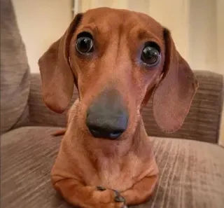 🧐 4ab5587e anjing, dachshund, anak anjing, lucu, hewan, peliharaan telegram sticker