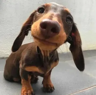 🙂 657f1f5f anjing, dachshund, anak anjing, hewan, peliharaan, lucu, cokelat telegram sticker