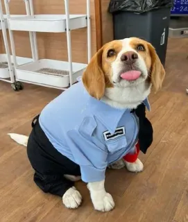 👮 6d27cd39 anjing, beagle, kostum, lucu, hewan peliharaan, binatang telegram sticker