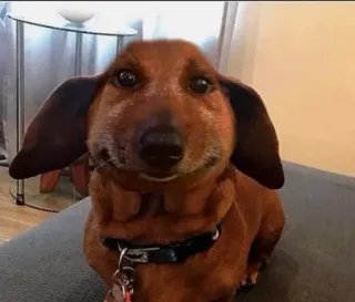 🧐 7bd74feb dachshund, anjing, hewan peliharaan, binatang, anjing sosis, lucu, hewan domestik telegram sticker