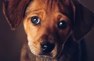 🥺 7d7d2cd0 anak anjing, anjing, lucu, hewan, peliharaan, potret, cokelat, mata telegram sticker