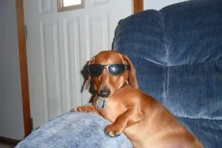 😎 8082d9dc anjing, dachshund, kacamata hitam, keren, hewan peliharaan, binatang telegram sticker