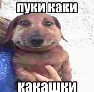 🥺 89842bbc пуки каки какашки anjing, dachshund, hewan peliharaan, hewan, humor, rusia, meme telegram sticker