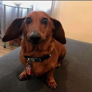 🤵‍♂ 8fea85ec anjing, dachshund, hewan peliharaan, binatang, lucu, coklat, hewan domestik telegram sticker