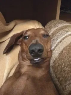 🌟 96c7b631 anjing, dachshund, binatang, hewan peliharaan, lucu, kocak telegram sticker