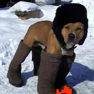 🥴 9e547613 anjing, sepatu boots, topi, musim dingin, lucu, binatang, dingin, salju telegram sticker