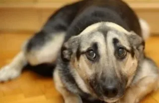 🥺 a3439bbb anjing, anak anjing, hewan, lucu, sedih, hewan peliharaan telegram sticker