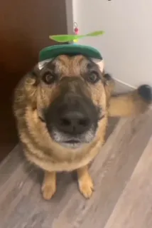 Больше стиков тут: @stikery4 telegram stickers