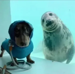 🙂 db5ee31e anjing, anjing laut, binatang, imut, persahabatan, hewan peliharaan, akuarium telegram sticker