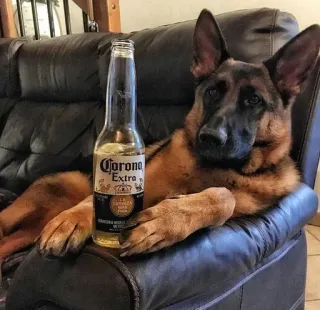 🌟 df60be0c Corona Extra anjing, gembala jerman, bir, corona, alkohol, pesta, hewan peliharaan, lucu telegram sticker