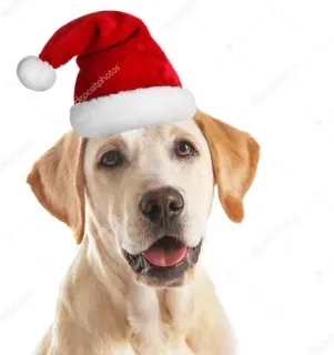 🥳 f2fddcc0 anjing, natal, topi santa, labrador, hewan peliharaan, hewan telegram sticker
