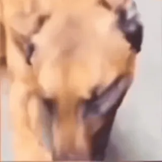 🐶 034405f7 perro, animal, mascota telegram sticker
