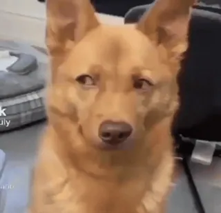 😏 130109d6 perro, animal, mascota, lindo, meme telegram sticker