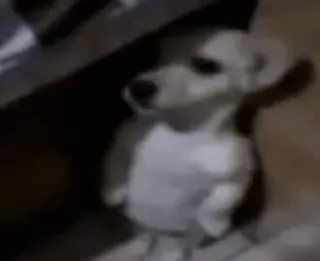 😶 26dd847a perro, animal, mascota, juguete telegram sticker