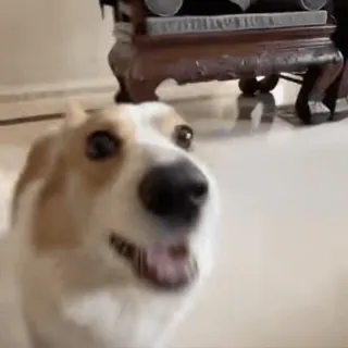 😁 305ebb79 perro, corgi, animal, mascota, feliz, lindo telegram sticker