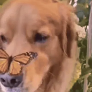 🌟 37b0058a perro, mariposa, golden retriever, animal, naturaleza, mascota telegram sticker