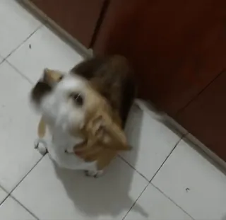 😇 47eb5294 gato, animal, mascota, animal doméstico, azulejo, interior, gato doméstico telegram sticker