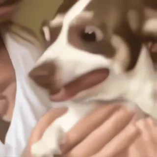 😶 76eb94bd perro, mascota, animal, lindo, gracioso, feliz telegram sticker