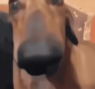 😶 835a64e7 perro, primer plano, animal, animal doméstico, mascota telegram sticker