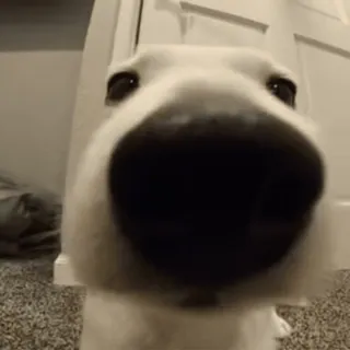 😉 907475f3 perro, mascota, primer plano, animal, doméstico, blanco telegram sticker