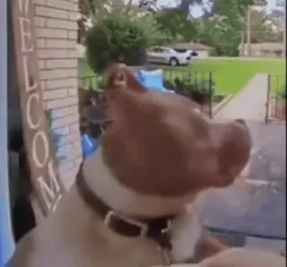 🤨 93b39d73 WELCOME bienvenido, puerta, perro, mascota telegram sticker